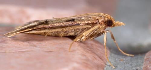 Réf. 212 212 : Stemmatophora brunnealis