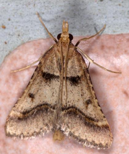 Réf. 212 211 : Stemmatophora brunnealis