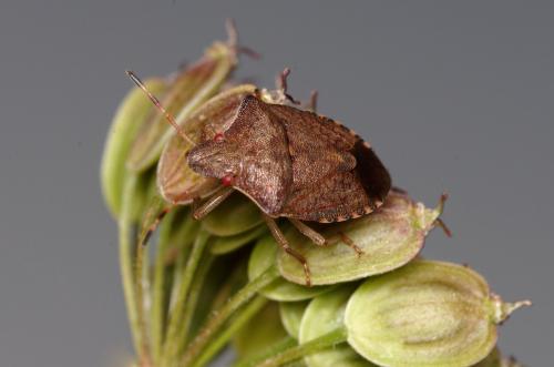 Peribalus strictus