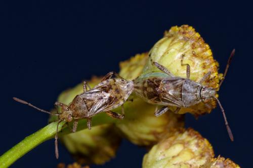 Stictopleurus punctatonervosus