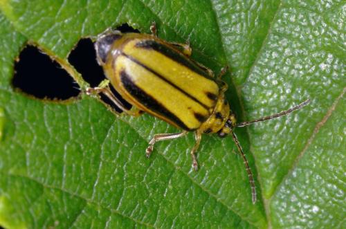 Réf. 212 416 : Xanthogaleruca luteola