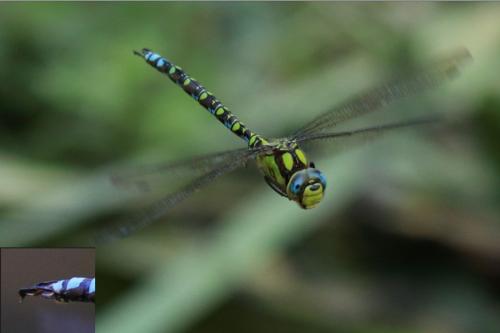 Aeshna cyanea