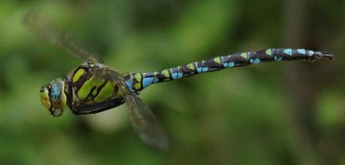 Aeshna cyanea
