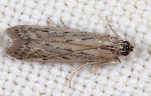Réf. 212 415 : Phycitodes sp.