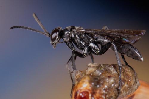 Réf. 212 552 : Agenioideus sp.