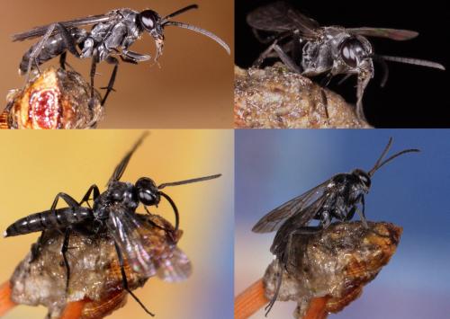 Réf. 212 553 : Agenioideus sp.