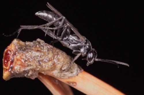 Réf. 212 551 : Agenioideus sp.