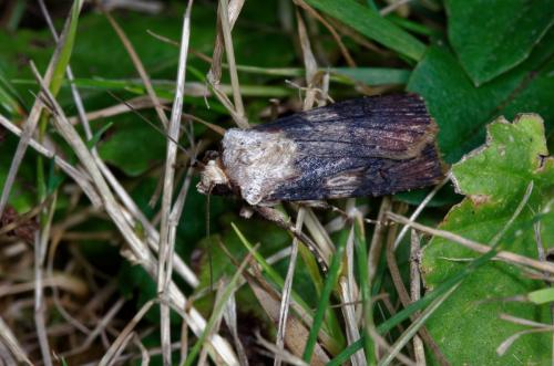 Réf. 212 558 : Agrotis puta