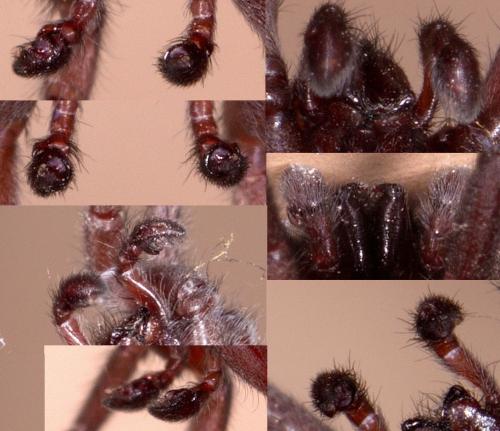 Scotophaeus sp.