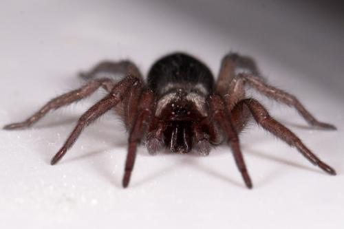 Scotophaeus sp.
