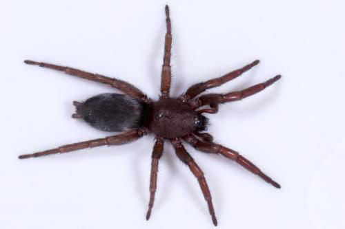Scotophaeus sp.