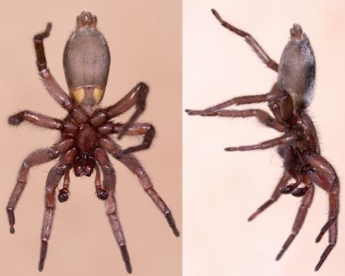Scotophaeus sp.