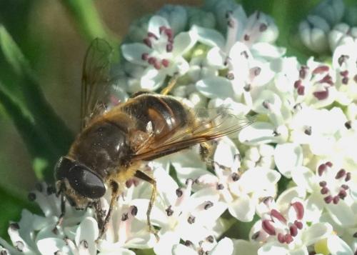 Eristalis sp.