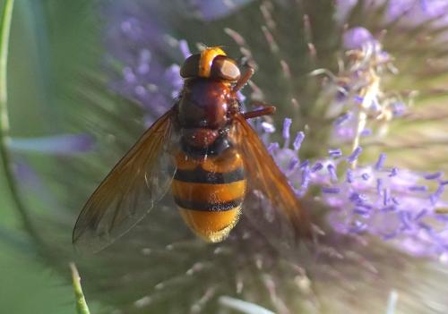 Volucella zonaria