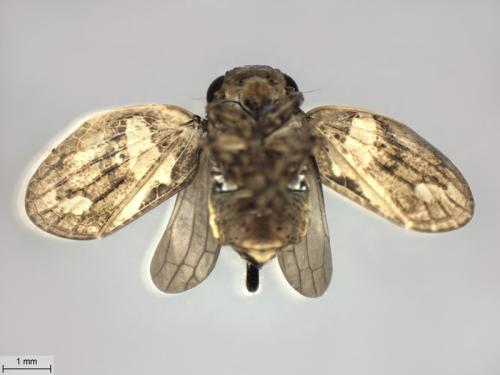 Latilica maculipes