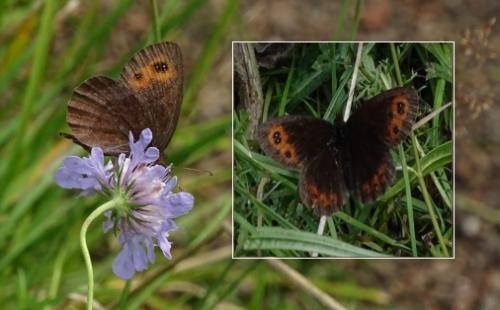 Erebia aethiops
