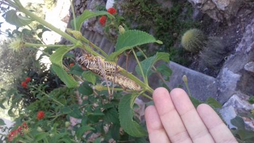 Réf. 212 329 : Decticus albifrons
