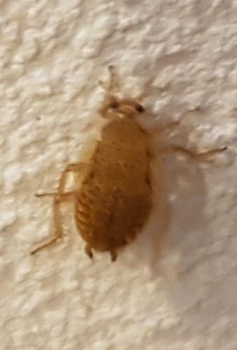 Ectobius sp.
