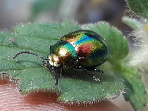 Chrysolina fastuosa