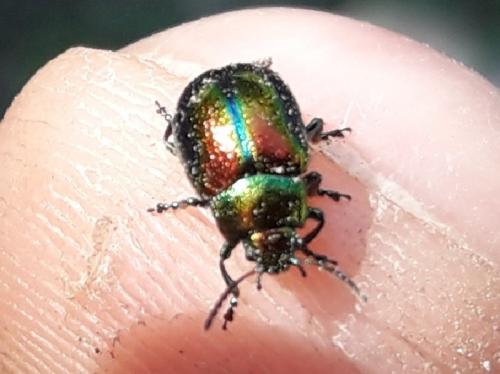 Chrysolina fastuosa