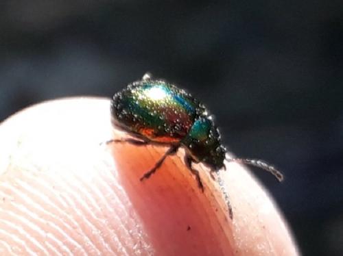 Chrysolina fastuosa