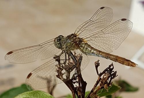 Sympetrum sanguineum