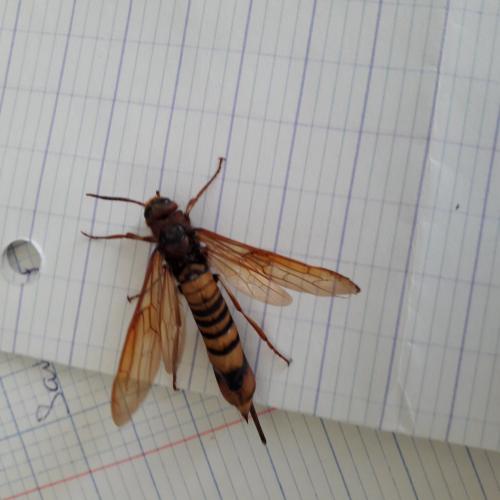 Tremex fuscicornis