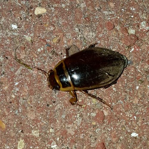 Dytiscus sp.