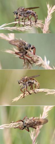 Machimus sp.