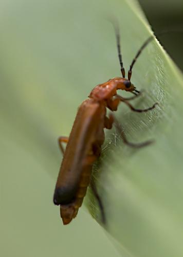 Réf. 212 930 : Rhagonycha fulva