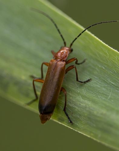 Réf. 212 931 : Rhagonycha fulva