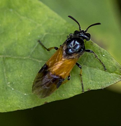 Arge cyanocrocea