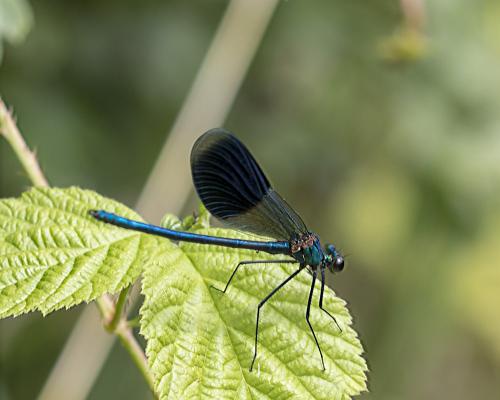 Réf. 212 953 : Calopteryx splendens