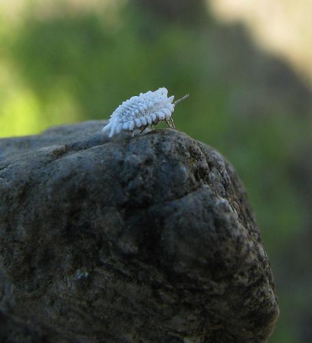 Orthezia sp.