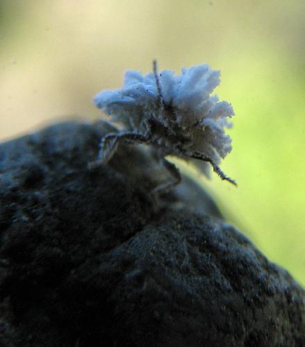 Orthezia sp.