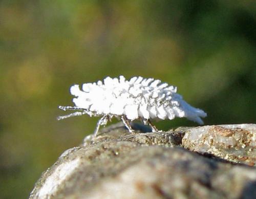 Orthezia sp.