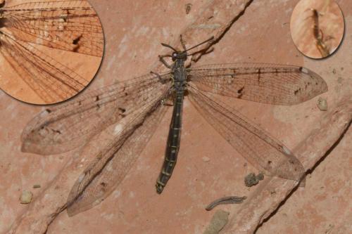 Réf. 212 278 : Distoleon tetragrammicus