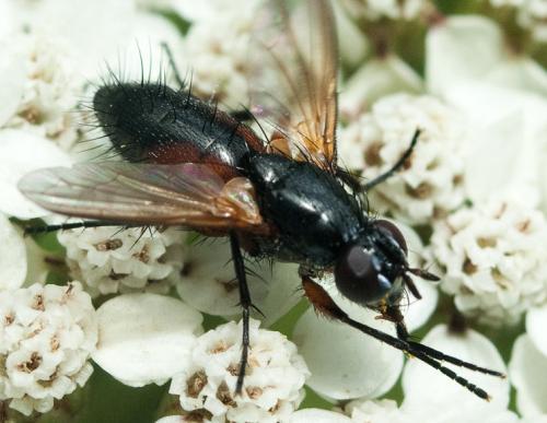 Réf. 212 159 : Minthodes picta