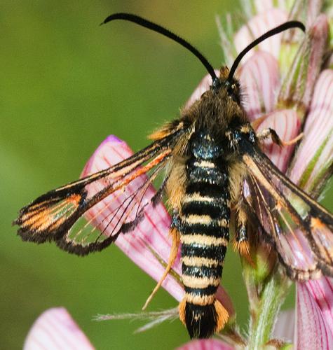 Bembecia scopigera