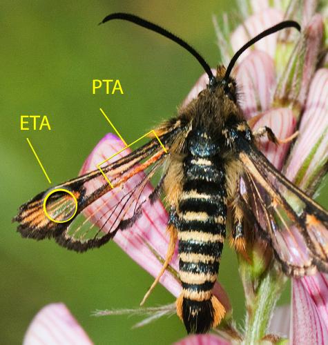 Réf. 212 880 : Bembecia scopigera