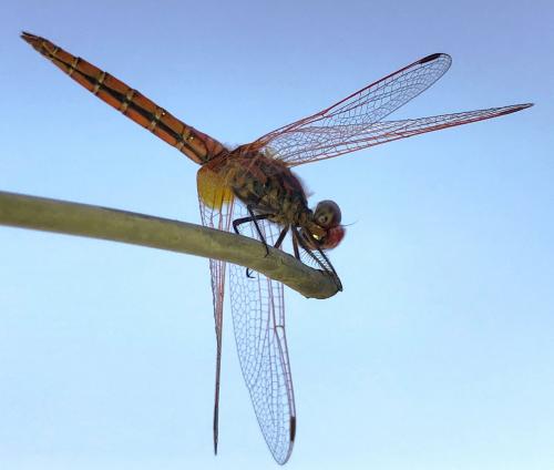 Trithemis annulata