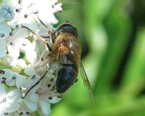 Eristalis sp.