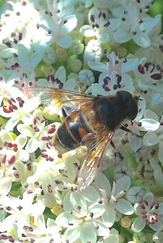 Eristalis sp.