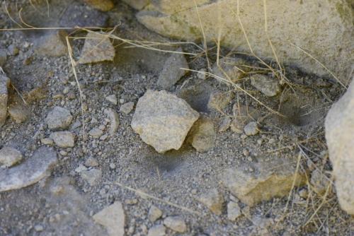 Réf. 212 405 : Myrmeleon formicarius