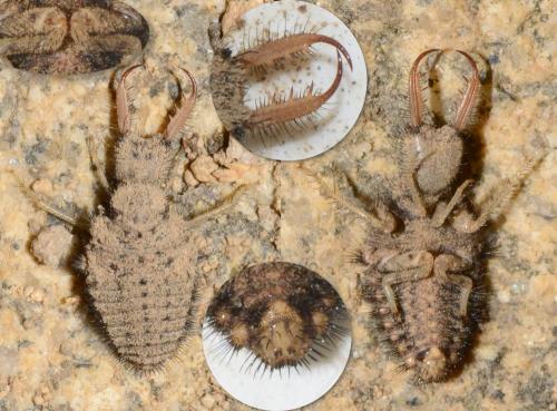 Réf. 212 404 : Myrmeleon formicarius