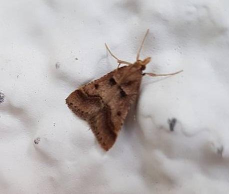 Réf. 212 255 : Stemmatophora brunnealis