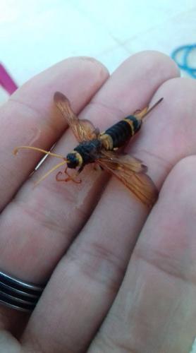 Urocerus sp.