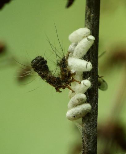 Réf. 212 923 : Microgastrinae inconnu