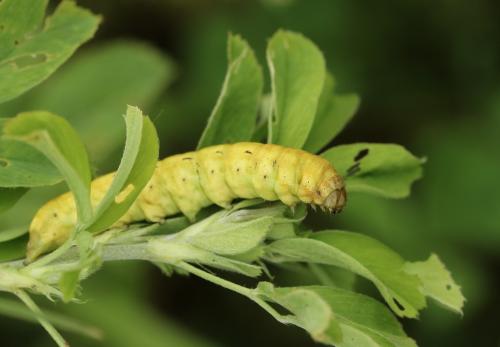 Noctua pronuba