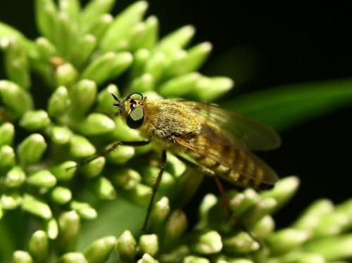 Thereva nobilitata